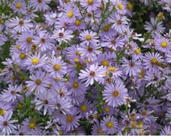 Photo of Willowleaf Aster